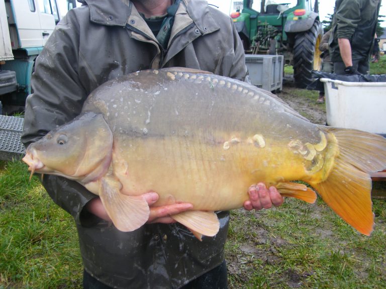 fishing big koi