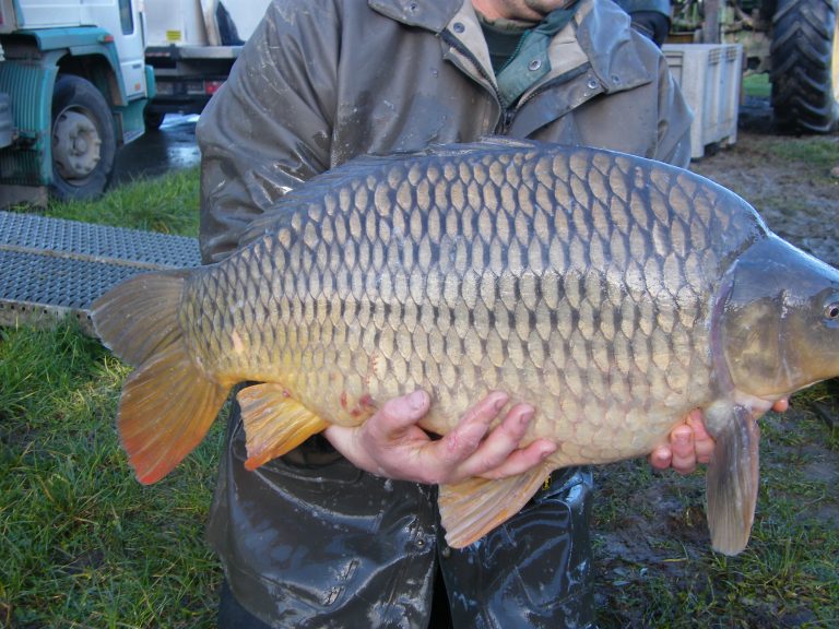 carp fishing