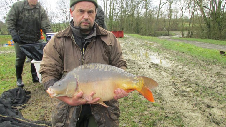 mirror carp