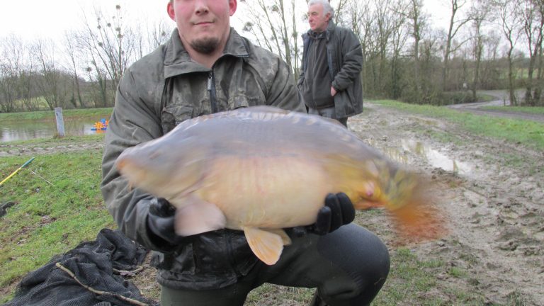 mirror carp